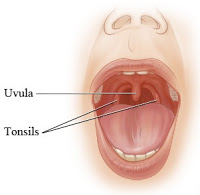 uvula