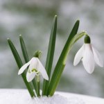 snowdrop