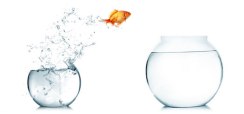 moving-fish