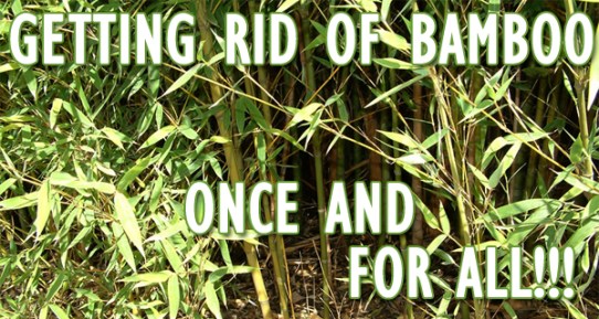 killbamboo